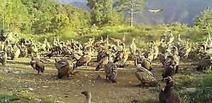 Vultures